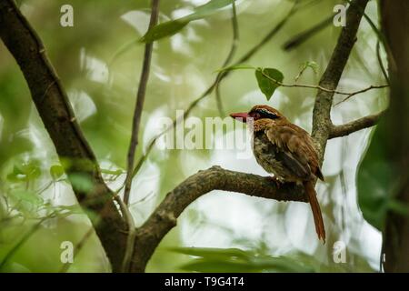 Lila kingfisher Sitzstangen auf einem Zweig in der indonesischen Dschungel, Familie Alcedinidae, endemische Arten zu Indonesien, exotische Vögel in Asien, Tangkoko, Sulawesi Stockfoto