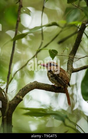 Lila kingfisher Sitzstangen auf einem Zweig in der indonesischen Dschungel, Familie Alcedinidae, endemische Arten zu Indonesien, exotische Vögel in Asien, Tangkoko, Sulawesi Stockfoto