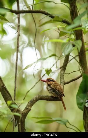 Lila kingfisher Sitzstangen auf einem Zweig in der indonesischen Dschungel, Familie Alcedinidae, endemische Arten zu Indonesien, exotische Vögel in Asien, Tangkoko, Sulawesi Stockfoto