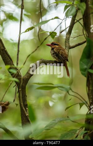 Lila kingfisher Sitzstangen auf einem Zweig in der indonesischen Dschungel, Familie Alcedinidae, endemische Arten zu Indonesien, exotische Vögel in Asien, Tangkoko, Sulawesi Stockfoto