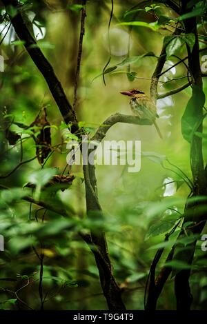 Lila kingfisher Sitzstangen auf einem Zweig in der indonesischen Dschungel, Familie Alcedinidae, endemische Arten zu Indonesien, exotische Vögel in Asien, Tangkoko, Sulawesi Stockfoto