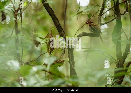 Lila kingfisher Sitzstangen auf einem Zweig in der indonesischen Dschungel, Familie Alcedinidae, endemische Arten zu Indonesien, exotische Vögel in Asien, Tangkoko, Sulawesi Stockfoto