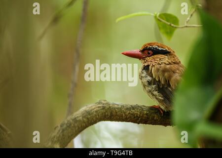 Lila kingfisher Sitzstangen auf einem Zweig in der indonesischen Dschungel, Familie Alcedinidae, endemische Arten zu Indonesien, exotische Vögel in Asien, Tangkoko, Sulawesi Stockfoto