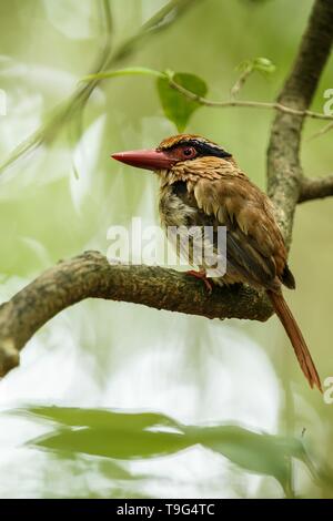 Lila kingfisher Sitzstangen auf einem Zweig in der indonesischen Dschungel, Familie Alcedinidae, endemische Arten zu Indonesien, exotische Vögel in Asien, Tangkoko, Sulawesi Stockfoto