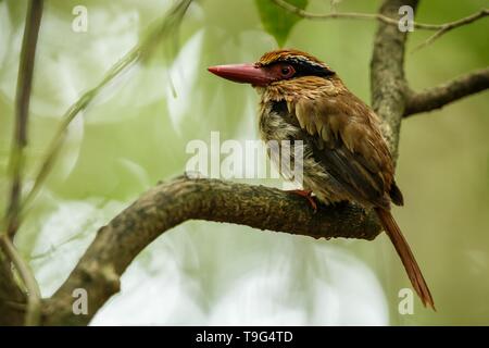 Lila kingfisher Sitzstangen auf einem Zweig in der indonesischen Dschungel, Familie Alcedinidae, endemische Arten zu Indonesien, exotische Vögel in Asien, Tangkoko, Sulawesi Stockfoto