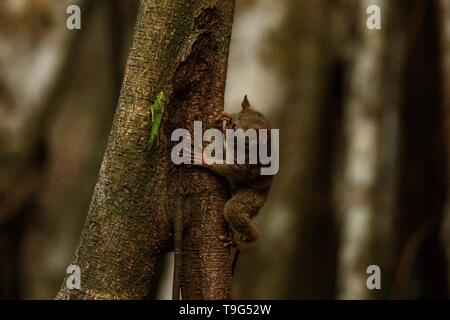 Spektrale Tarsier, Tarsius, Portrait von seltenen endemischen nächtliche Säugetier versucht zu fangen und Grashüpfer, cute Primas in großen ficus Baum im Dschungel Essen, Stockfoto