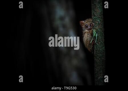 Spektrale Tarsier, Tarsius, Portrait von seltenen endemischen nächtliche Säugetier versucht zu fangen und Grashüpfer, cute Primas in großen ficus Baum im Dschungel Essen, Stockfoto