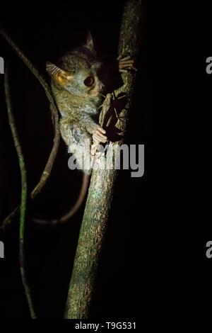 Spektrale Tarsier, Tarsius, Portrait von seltenen endemischen nächtliche Säugetier versucht zu fangen und Grashüpfer, cute Primas in großen ficus Baum im Dschungel Essen, Stockfoto