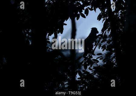 Silhouette von Crested macaque stehend auf dem Zweig des Baumes. Close up Portrait. Endemische schwarze crested Makaken. Natürlicher Lebensraum. Einzigartige Säugetiere in Stockfoto