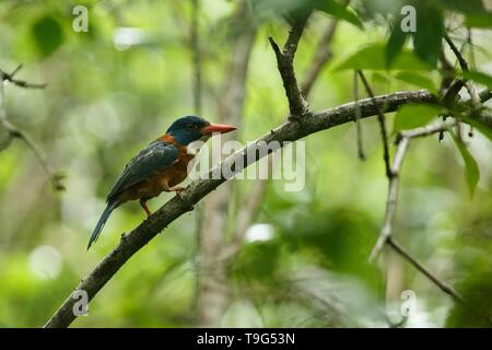 Die Green-backed Kingfisher Sitzstangen auf einem Zweig in der indonesischen Dschungel, Familie Alcedinidae, endemische Arten zu Indonesien, exotische Vögel in Asien, Tangkok Stockfoto