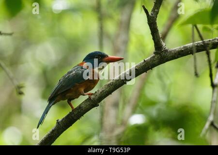 Die Green-backed Kingfisher Sitzstangen auf einem Zweig in der indonesischen Dschungel, Familie Alcedinidae, endemische Arten zu Indonesien, exotische Vögel in Asien, Tangkok Stockfoto