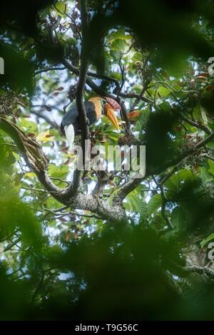 Helmhornvogel, Aceros cassidix, sitzen auf den Zweig an einem Baum oben in der Nähe seines Nestes. Tangkoko National Park, Sulawesi, Indonesien, typische Verhalten der Tiere, Stockfoto