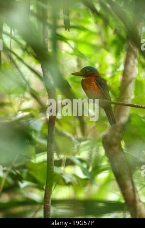 Die Green-backed Kingfisher Sitzstangen auf einem Zweig in der indonesischen Dschungel, Familie Alcedinidae, endemische Arten zu Indonesien, exotische Vögel in Asien, Tangkok Stockfoto