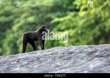 Schwarze Makaken stehend auf schwarzem Sand am Strand. Close up Portrait. Endemische schwarze Crested macaque oder den schwarzen Affen. Einzigartige Säugetiere in Tangkoko Natio Stockfoto