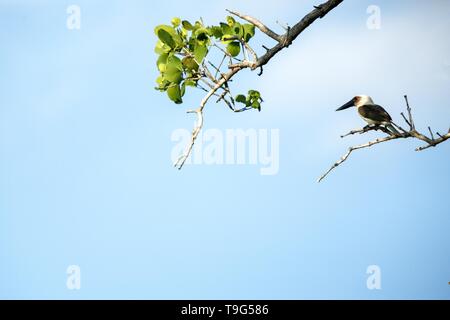 Die große-billed Kingfisher (Pelargopsis melanorhyncha) Sitzstangen auf einem Zweig in Mangrove Bush, Familie Alcedinidae, endemische Arten zu Indonesien, Exotische Stockfoto