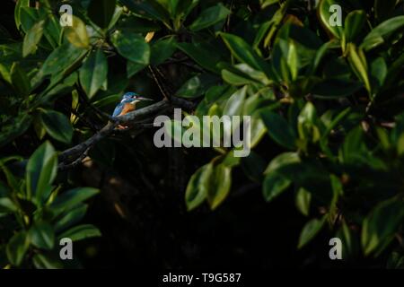 Der blue-eared Kingfisher (Alcedo meninting) Sitzstangen auf einem Zweig in Mangrove Bush, Familie Alcedinidae, endemische Arten zu Indonesien, Exotische in Vogelbeobachtung Stockfoto