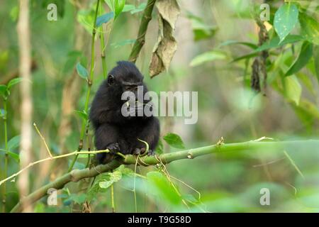 Kleines süßes Baby macaque auf dem Zweig des Baumes Blätter essen. Close up Portrait. Endemische schwarze Crested macaque oder den schwarzen Affen. Einzigartige Säugetiere in Stockfoto