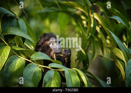 Kleines süßes Baby macaque auf dem Zweig des Baumes Blätter essen. Close up Portrait. Endemische schwarze Crested macaque oder den schwarzen Affen. Einzigartige Säugetiere in Stockfoto