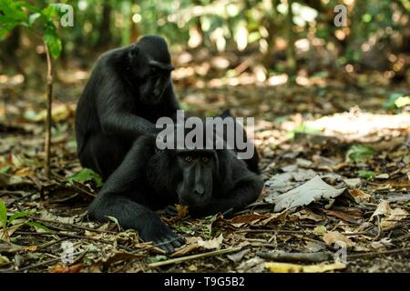 Celebes crested makaken selbst pflegen, typisches Verhalten, etology Endemischen schwarzen crested Makaken, natürlichen Lebensraum. Einzigartige Säugetiere in Tangkoko Na Stockfoto