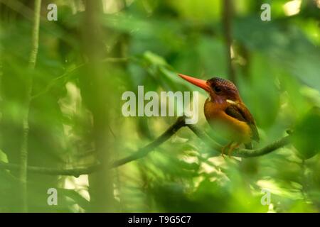 Zwerg sulawesi Kingfisher (keyx Fallax) Sitzstangen auf einem Zweig in der indonesischen Dschungel, Familie Alcedinidae, endemische Arten zu Indonesien, exotische Vögel in einem Stockfoto