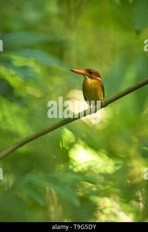 Zwerg sulawesi Kingfisher (keyx Fallax) Sitzstangen auf einem Zweig in der indonesischen Dschungel, Familie Alcedinidae, endemische Arten zu Indonesien, exotische Vögel in einem Stockfoto