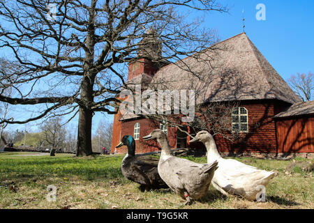 Mehrere häuslich wilde Enten zu Fuß an der Vorderseite des traditionellen schwedischen oder Nordic rote hölzerne Kirche. Stockfoto