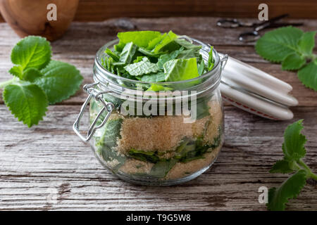 Vorbereitung einer hausgemachten Kräuter Sirup gegen Erkältung aus Silber spurflower und Rohrzucker Stockfoto