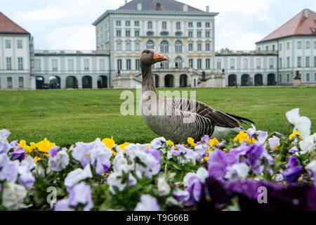 Eine Ente steht am Schloss Nymphenburg in München und durch die Blumen stellen. Ein wenig neugierig. Stockfoto