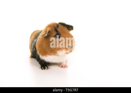 Glatten Haaren tricolor Meerschweinchen von vorne auf einem weißen Hintergrund zu sehen Stockfoto