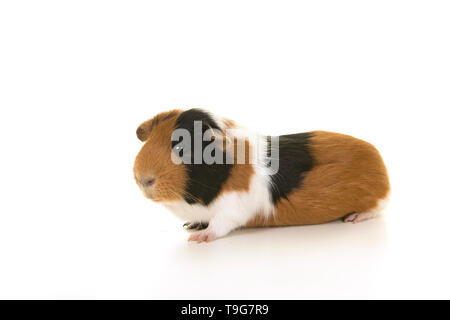 Glatte behaarten Meerschweinchen von der Seite auf einem weißen Hintergrund zu sehen Stockfoto