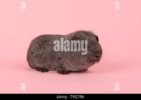 Agouti grau Meerschweinchen gesehen aus der Seite auf einem rosa Hintergrund Stockfoto