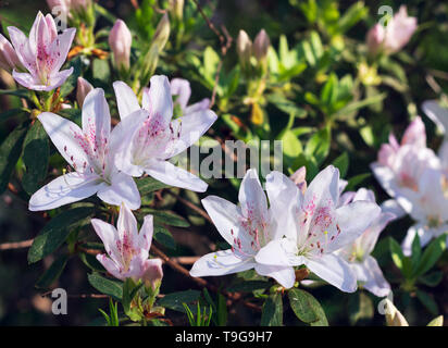 Diese weissen Azaleen (Rhododendron) sind eine Rosa pentanthera Erröten, wenn sie in voller Blüte. Stockfoto