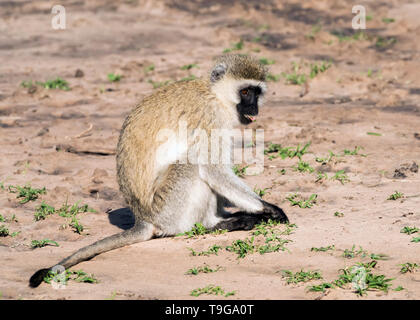 Meerkatze (Chlorocebus pygerythrus) essen frisches Gras aus dem Flussbett, grumeti Game Reserve, Serengeti, Tansania Stockfoto