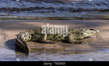 Nil Krokodil mit Fisch Eingeweide im Maul, Sand Bar, grumeti River, Serengeti, Tansania Stockfoto