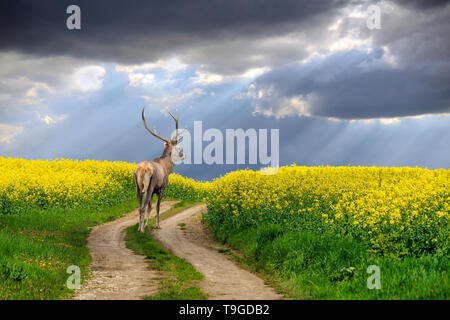 Rehe auf der Straße im Sommer Feld mit gelben Blumen Stockfoto