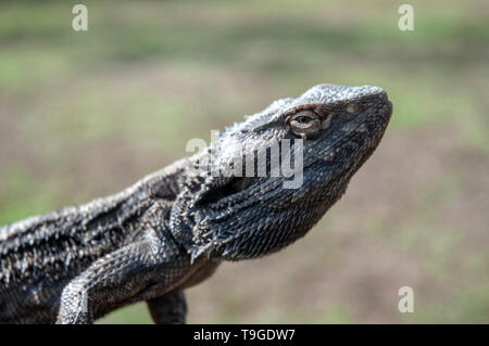 Östliche Bartagame Stockfoto