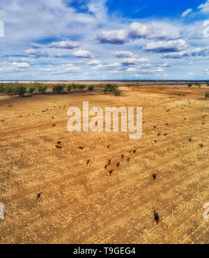 Flache Ebene des harversted Ackerland um Moree Stadt mit der Verfütterung von unter blauem Himmel in Antenne erhöhte vertikale Ansicht über Stiere und Kühe. Stockfoto