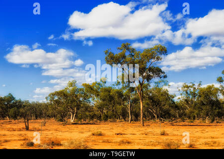 Trockenen Ebenen des australischen Outback mit trockener roter Erde und knappe Gummi - Bäume unter blauen Himmel überleben harte australische Klima in abgelegenen Teil von NSW. Stockfoto