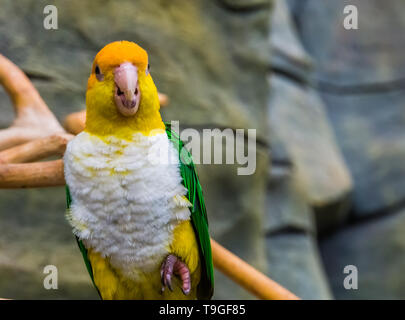 Nahaufnahme von einem grünen thighed Papagei, lustige und bunte Vogel aus der Amazonas in Brasilien, Gefährdete tropische Tierart Stockfoto