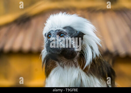 Das Gesicht eines Baumwolle Tamarin in Nahaufnahme, tropischen kritisch bedrohte Affe aus Kolumbien. Stockfoto