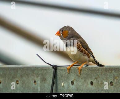 Männliche zebra Finch in einer Voliere, beliebtes Haustier in der vogelzucht, tropische Vögel aus Australien Stockfoto