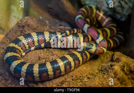 Nahaufnahme eines Arizona Mountain King Snake, leuchtend bunten tropischen Schlange aus Amerika, beliebte Reptile pet im herpetoculture Stockfoto