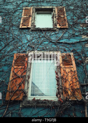 Zwei Holzfenster und blaue Wand Textur mit trockenen Pflanzen wachsen auf der Fassade eines alten Gebäudes. Stockfoto