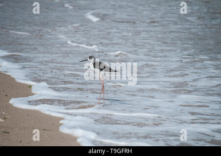 Pied white-headed Stelzenläufer Himantopus leucocephalus Vogel auf Sand Beach Water Line Stockfoto
