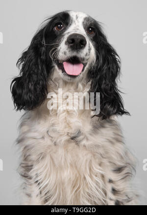 Porträt einer schwarzen und weißen English Cocker Spaniel auf grauem Hintergrund Stockfoto