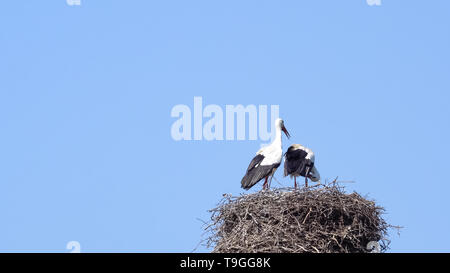 Paar Weißstörche auf ihr Nest aus Ästen und Zweigen, hoch oben auf einem nesting Pole, vor blauem Himmel. Ein Vogel ist stehend, mit offenem Schnabel ein Stockfoto