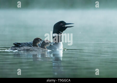 Common Loon, Gavia Immer, Familie in Stony Plain, Alberta, Kanada Stockfoto