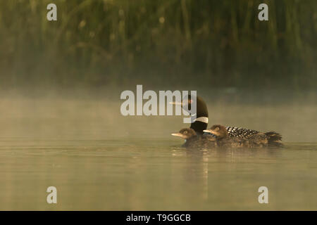 Common Loon, Gavia Immer, Familie in Stony Plain, Alberta, Kanada Stockfoto