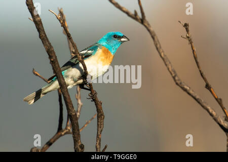 Lazuli Bunting, Passerina Amoena, in Waterton Lakes National Park, Alberta, Kanada. Stockfoto