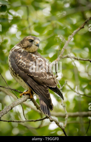 Breite - winged Hawk, Buteo platypterus, in einem Wald in der Nähe von Westlock, Alberta, Kanada thront. Stockfoto